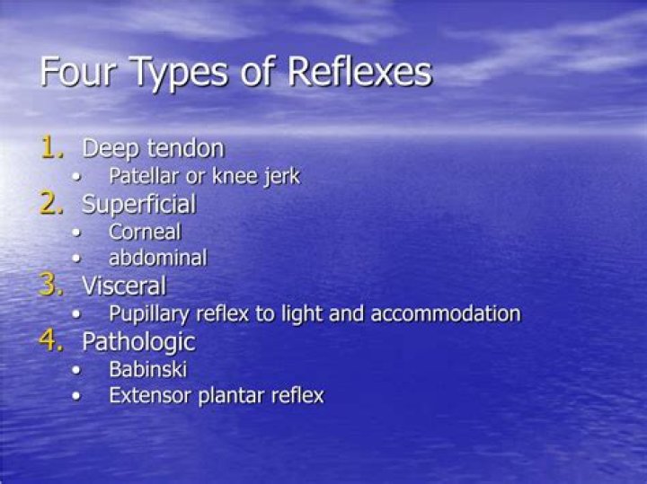 What are the 4 types of reflexes?