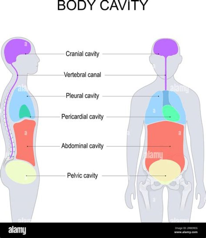 What are the abdominal cavity?