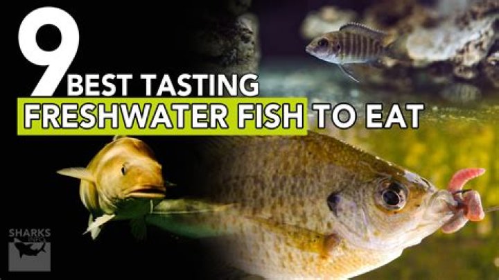 What are the best tasting freshwater fish?