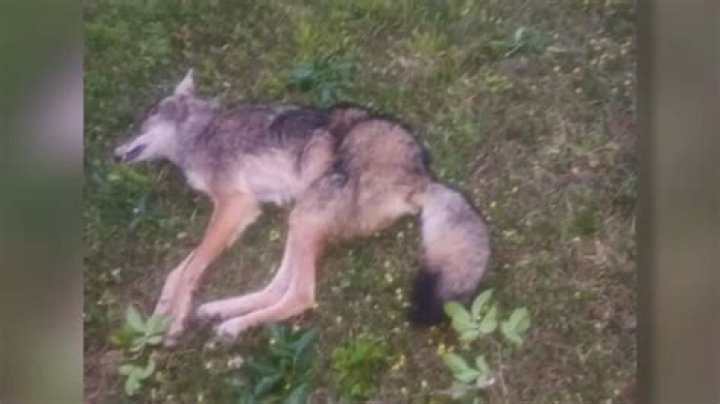 What are the chances of getting attacked by a coyote?