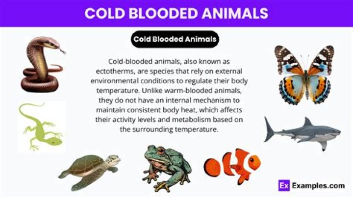 What are the disadvantages of being cold-blooded?