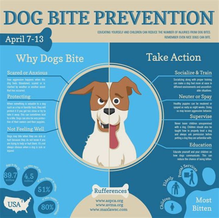 What are the do's and don'ts after dog bite?