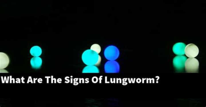 What are the signs of lungworm?