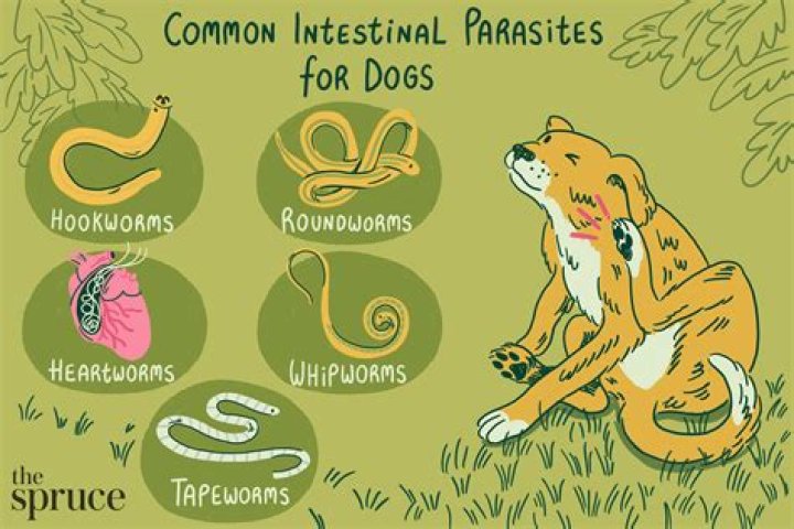 What are the signs of worms in dogs?