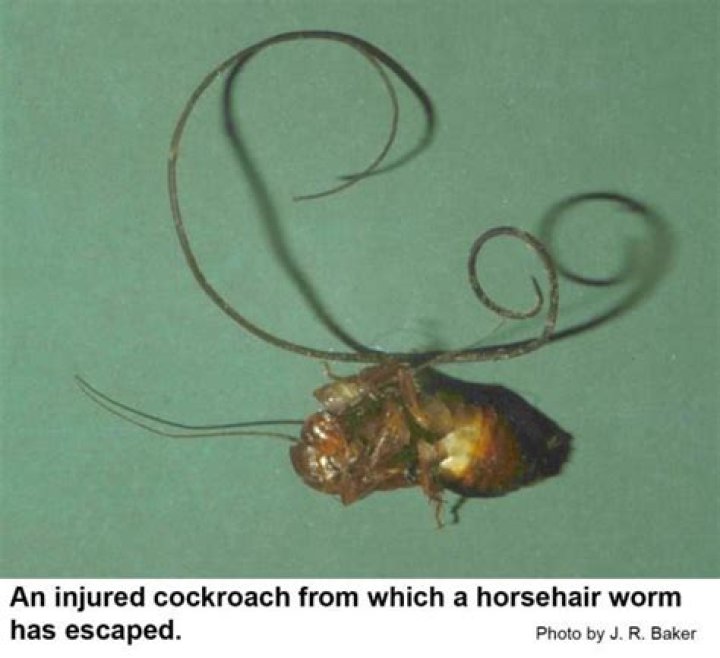 What are the symptoms of horsehair worms?