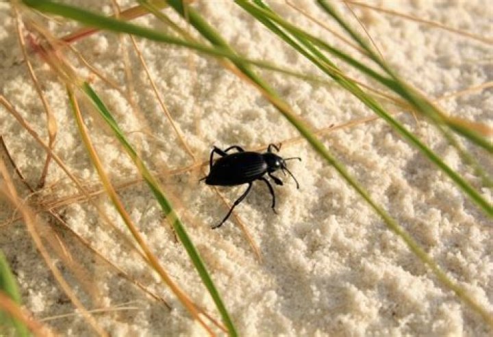 What are the tiny black bugs that bite at the beach?