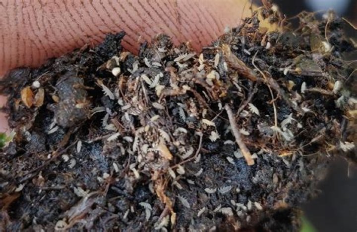 What are the tiny insects in my soil?