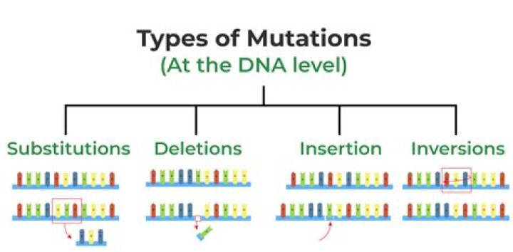 What are the two main types of mutations quizlet?