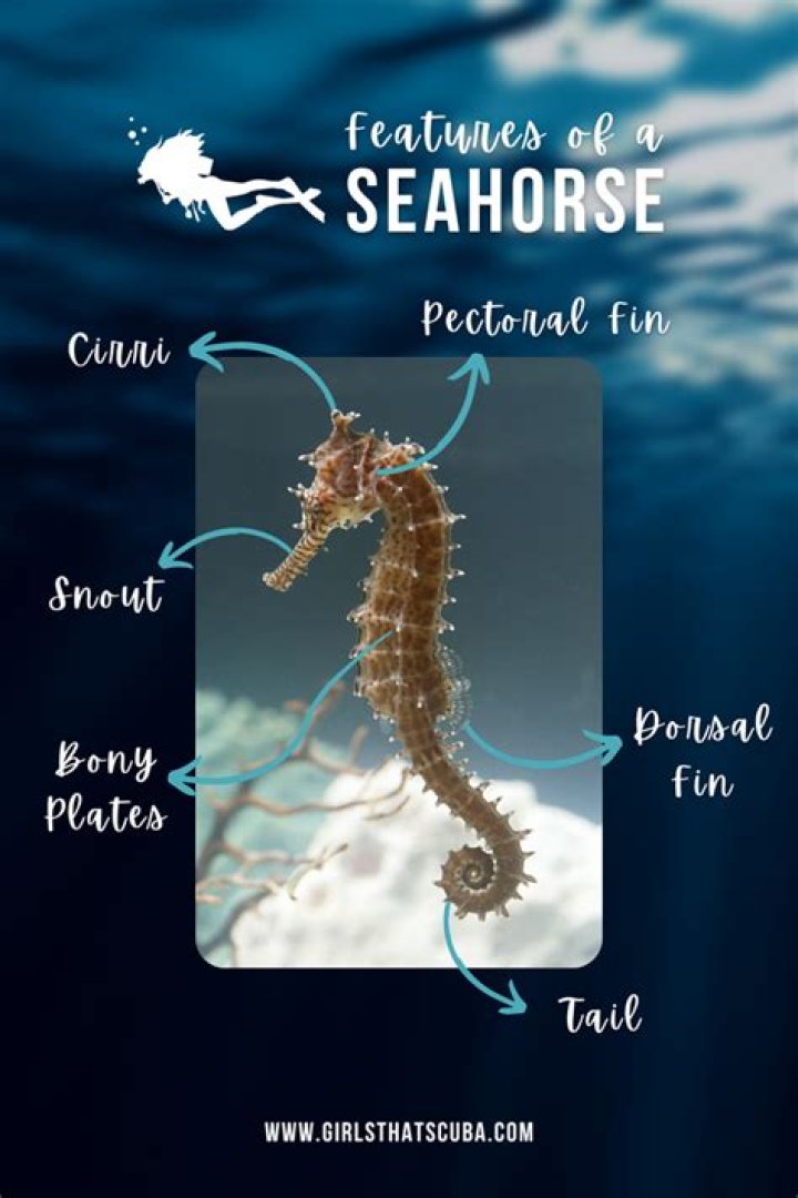 What are three interesting facts about seahorses?