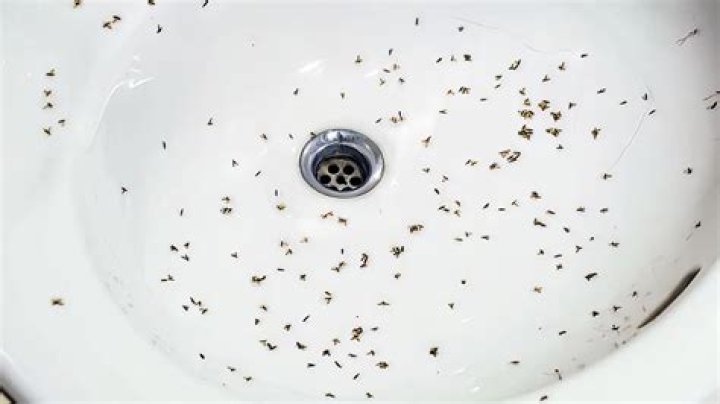 What are tiny black bugs around sink?