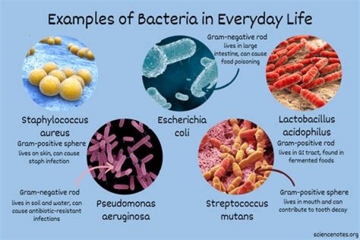 What areas have the most bacteria?