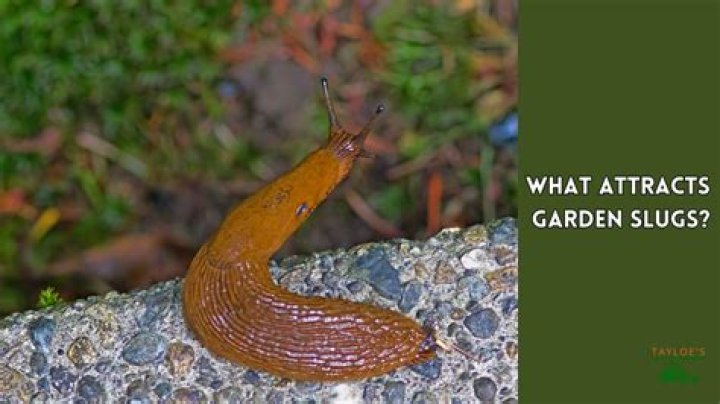 What attracts slugs to my house?