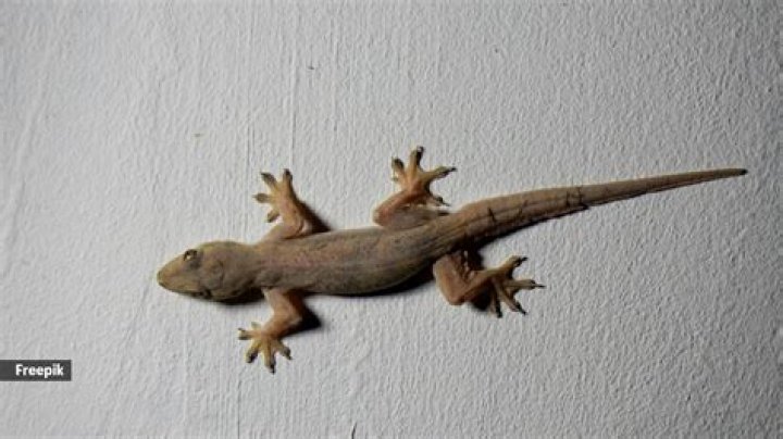 What big lizards are in Bahamas?