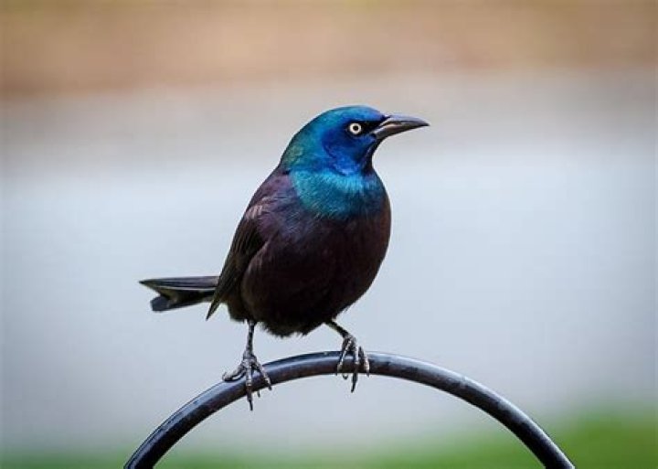 What bird is black with a blue head?