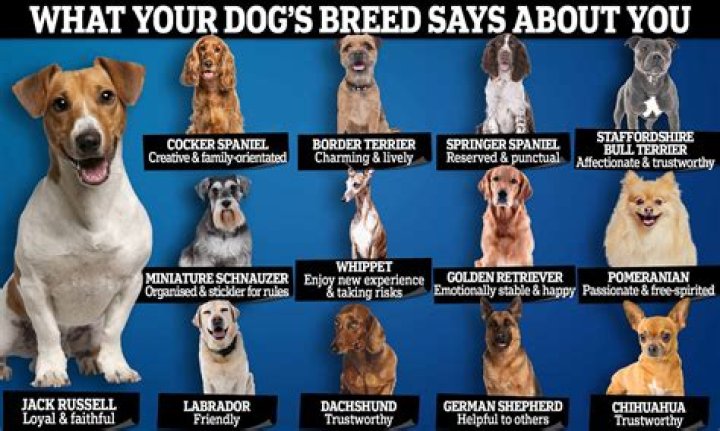 What breed of dog has the best vision?