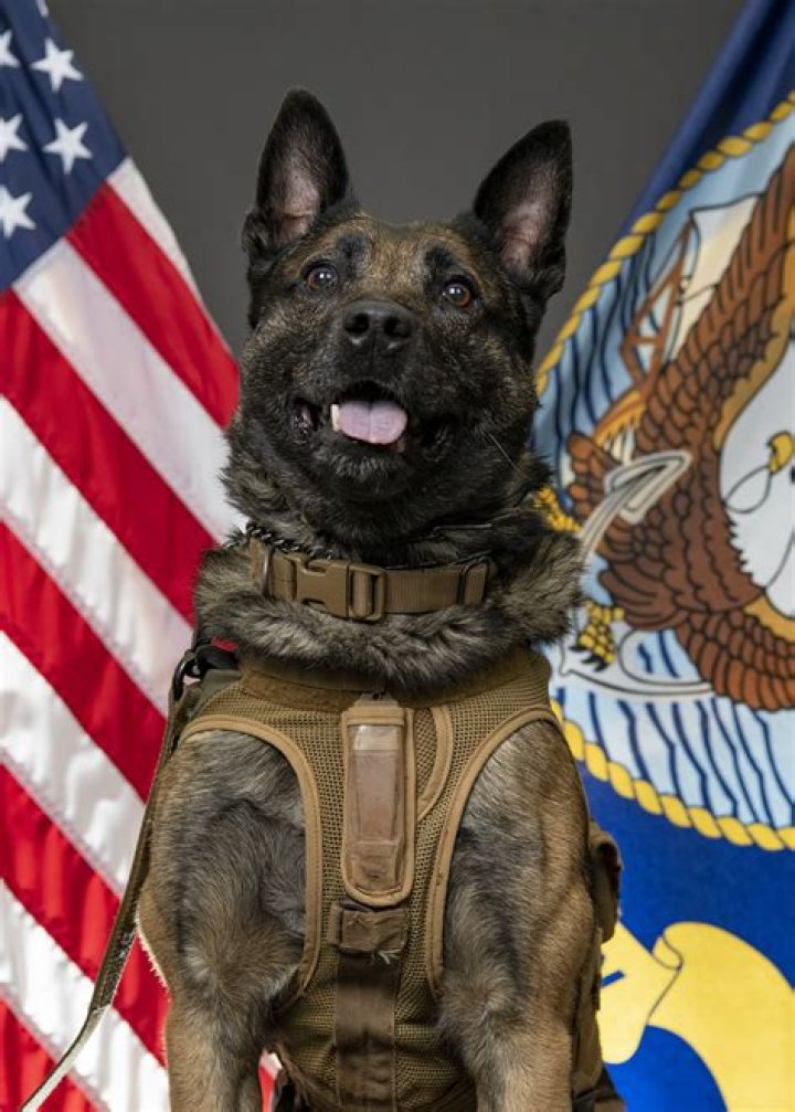 What breed of dog is used by Navy Seals?
