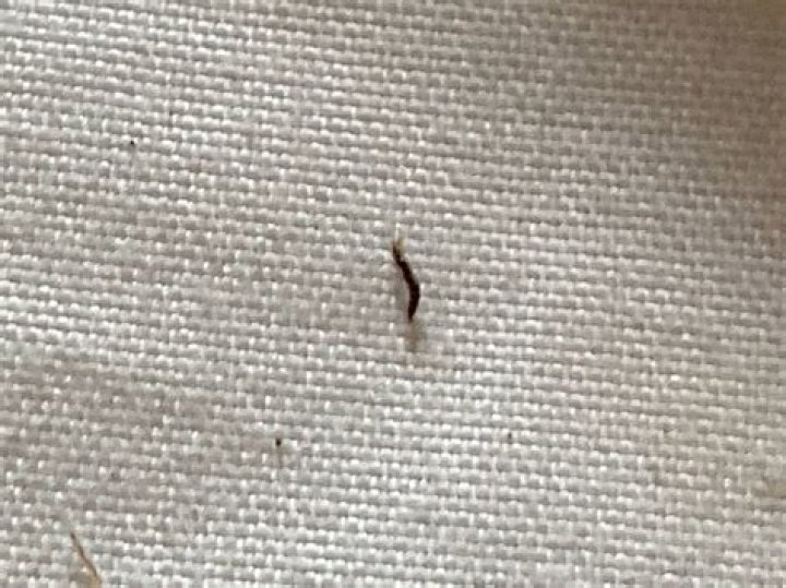 What bug looks like a tiny worm?