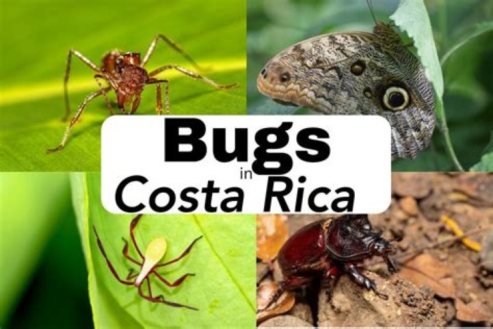 What bugs bite you in Costa Rica?