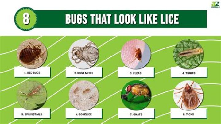 What bugs can live in your nose?