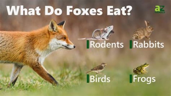 What can foxes not eat?