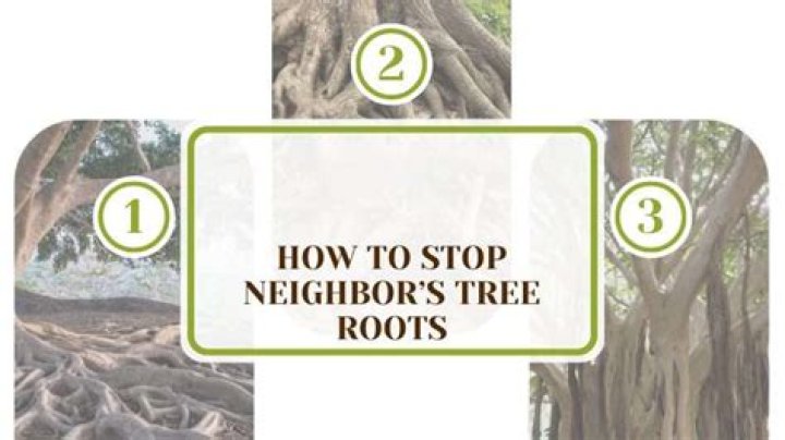 What can I do about Neighbours tree roots?