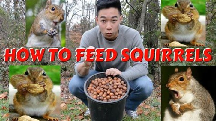 What can I feed a squirrel?