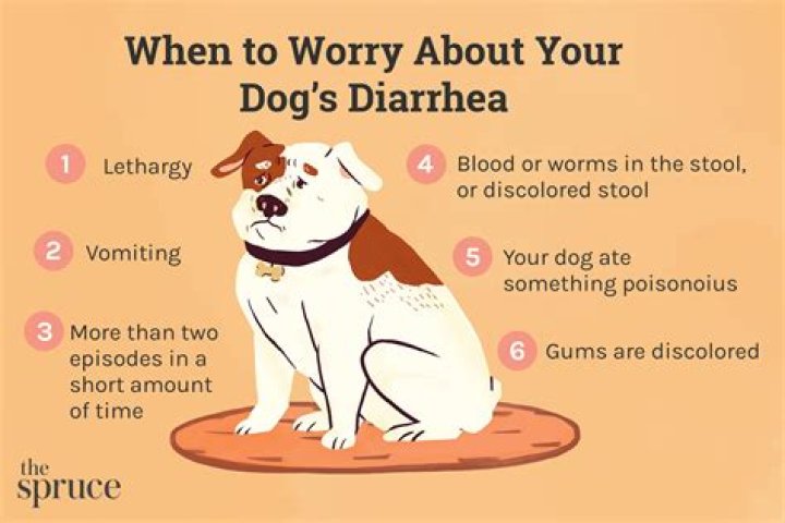 What can you do for a dog with diarrhea at the beach?