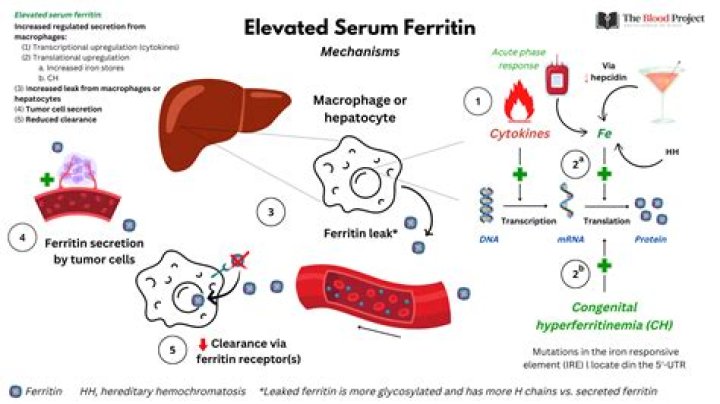 What cancers cause low ferritin levels?
