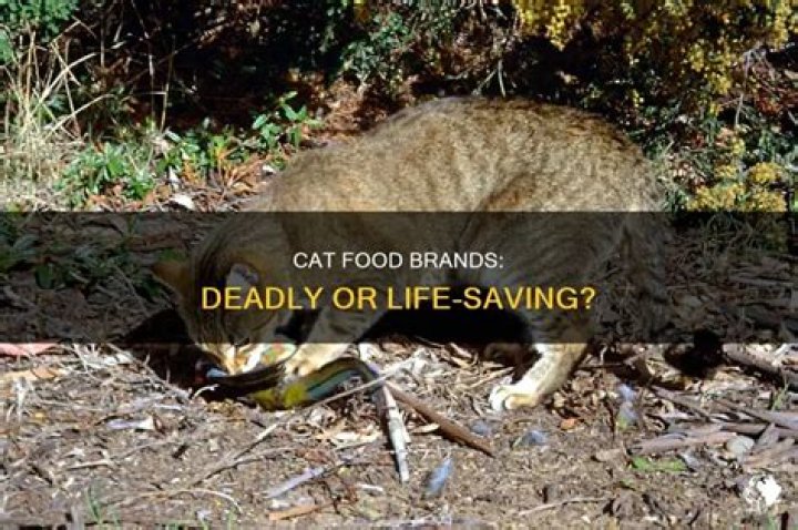 What cat food is killing cats?