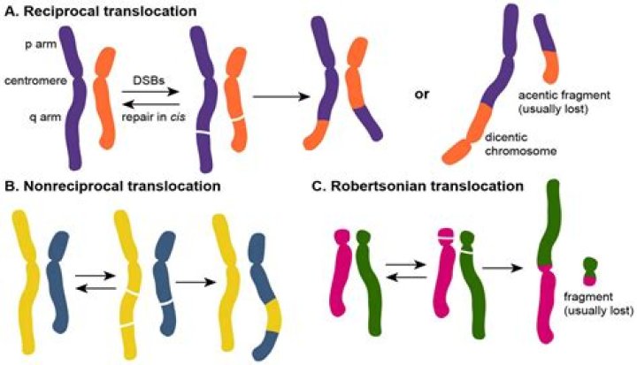 What causes chromosomal translocations?