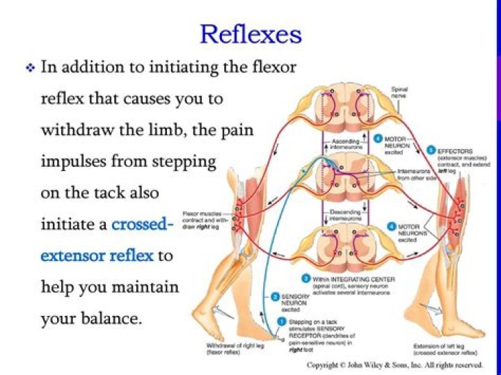 What causes reflexes to be absent?