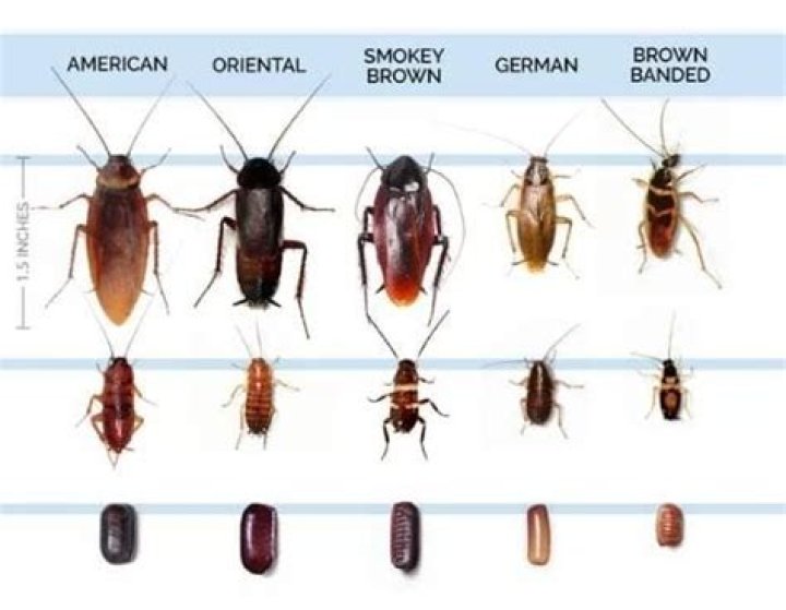 What color are baby roaches?