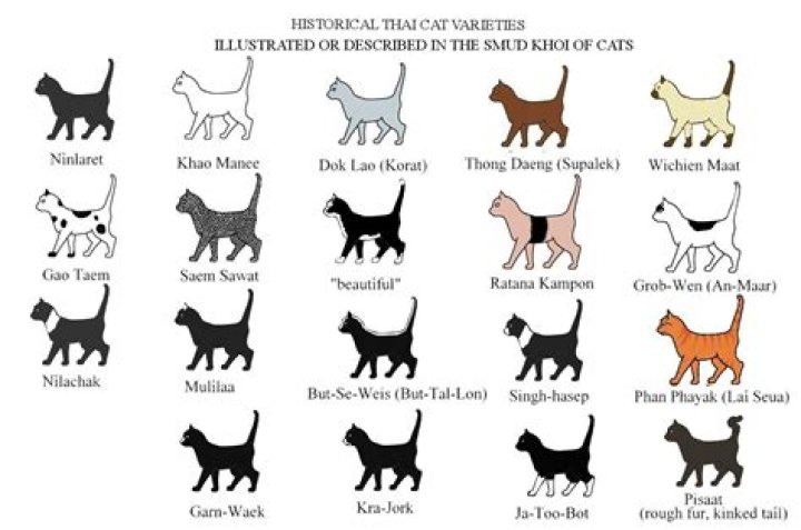 What color cat is most popular?