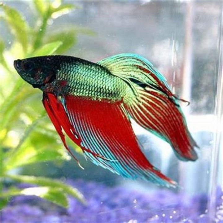 What colors do betta fish like?