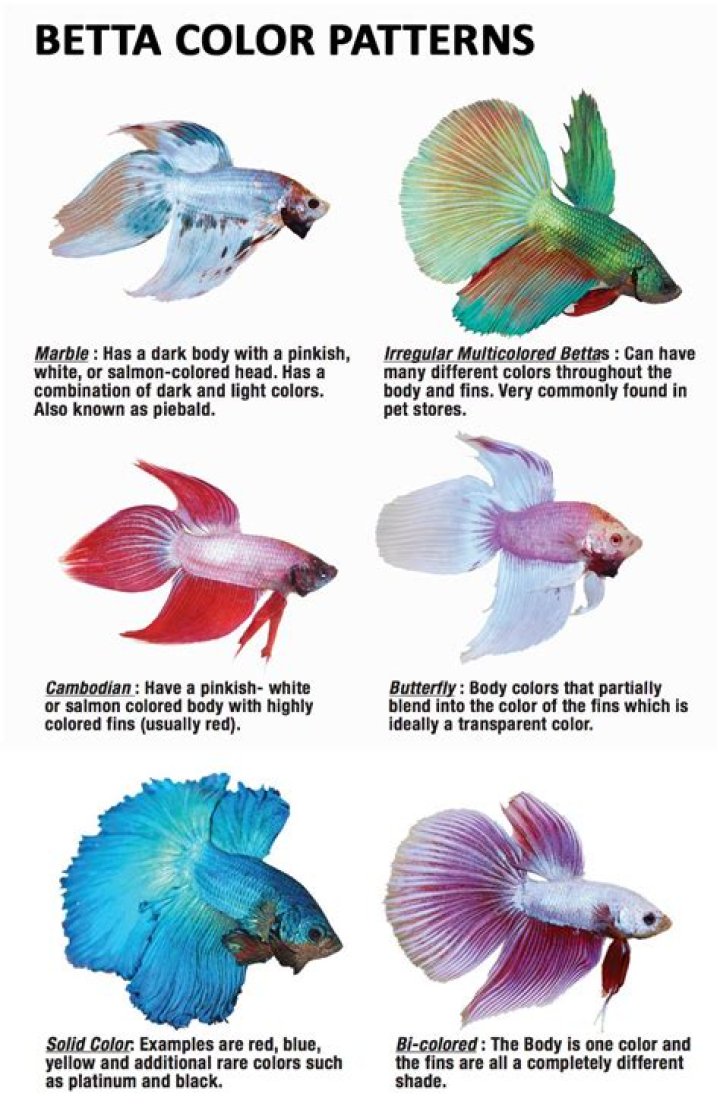 What colors do bettas like?