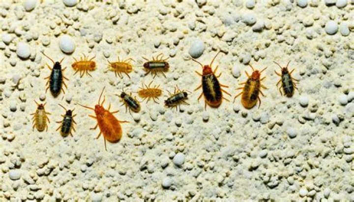 What Colour are dog fleas?