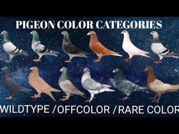 What Colours can pigeons see?