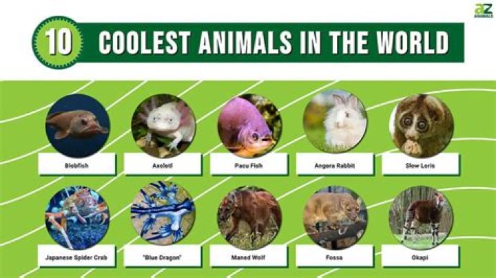 What country has the coolest animals?