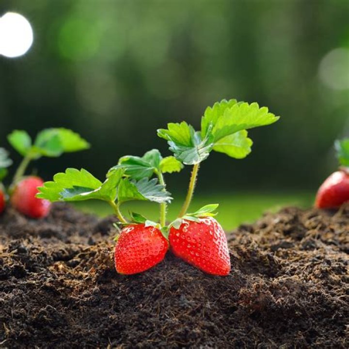 What determines the sweetness of strawberries?