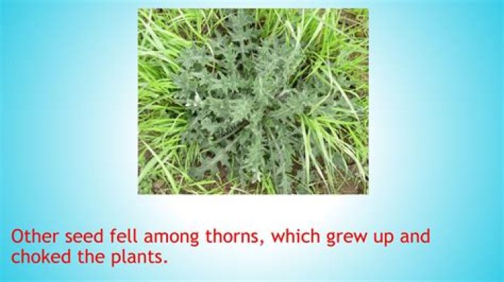 What did the seed that fell among thorns represent?