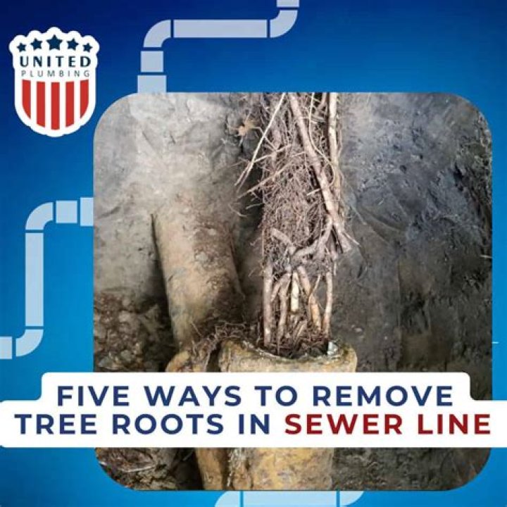What dissolves roots in sewer line?