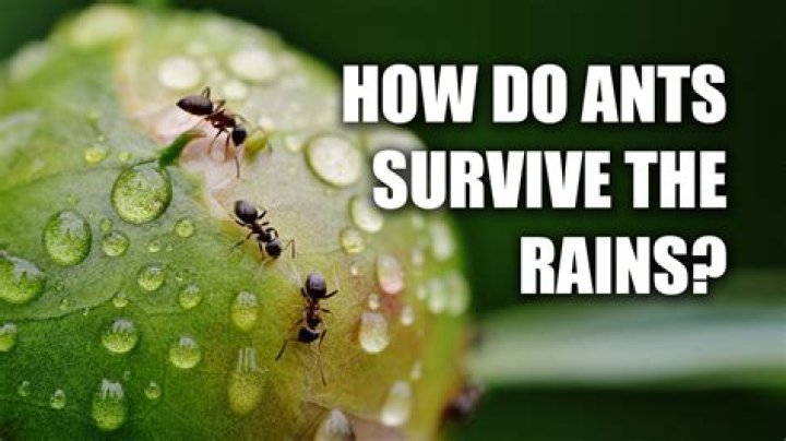 What do ants do when it rains?