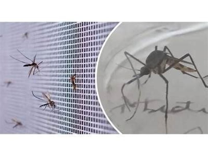 What do Aussies call mosquitoes?