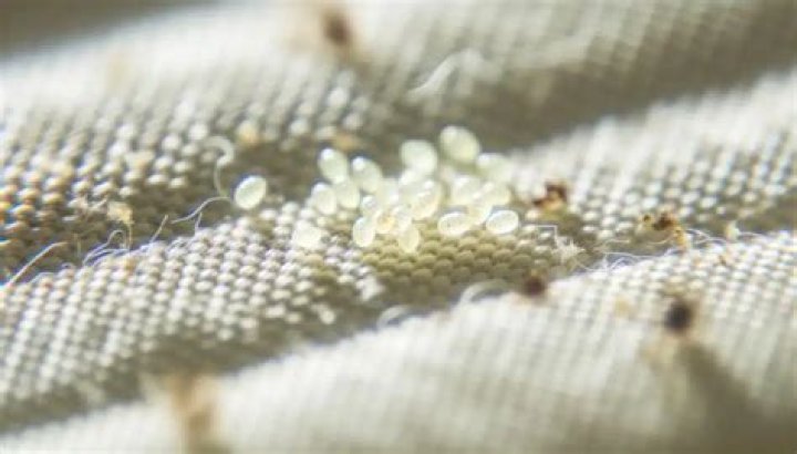 What do bed bug eggs look like on fabric?