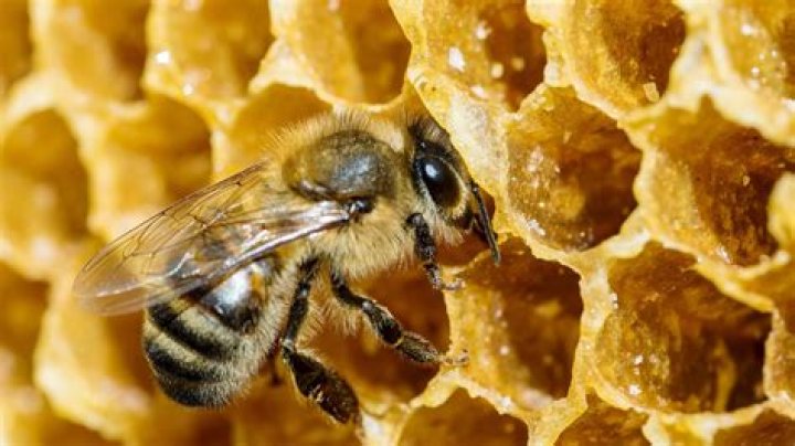 What do bees do with dead bees in the hive?