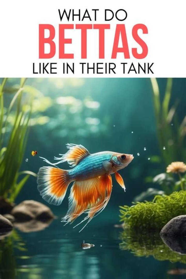 What do bettas like in their tank?