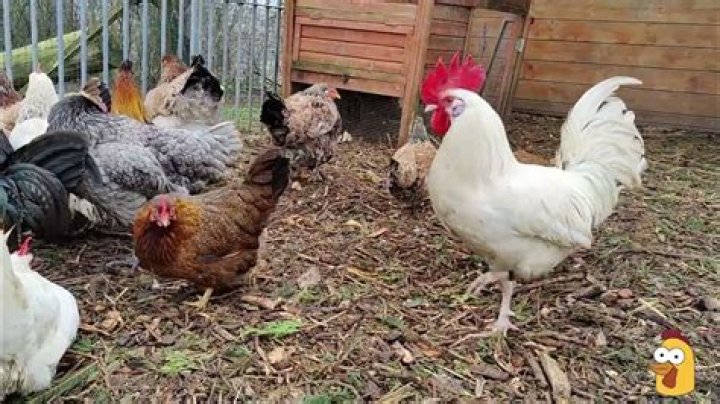 What do chickens do during the day?