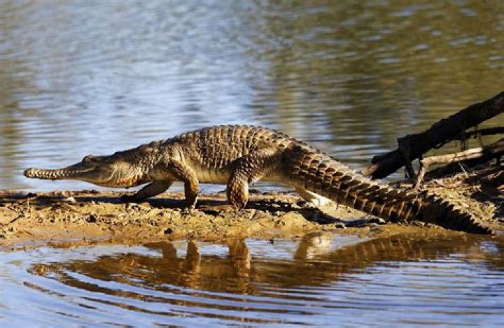 What do crocodiles represent in the Bible?