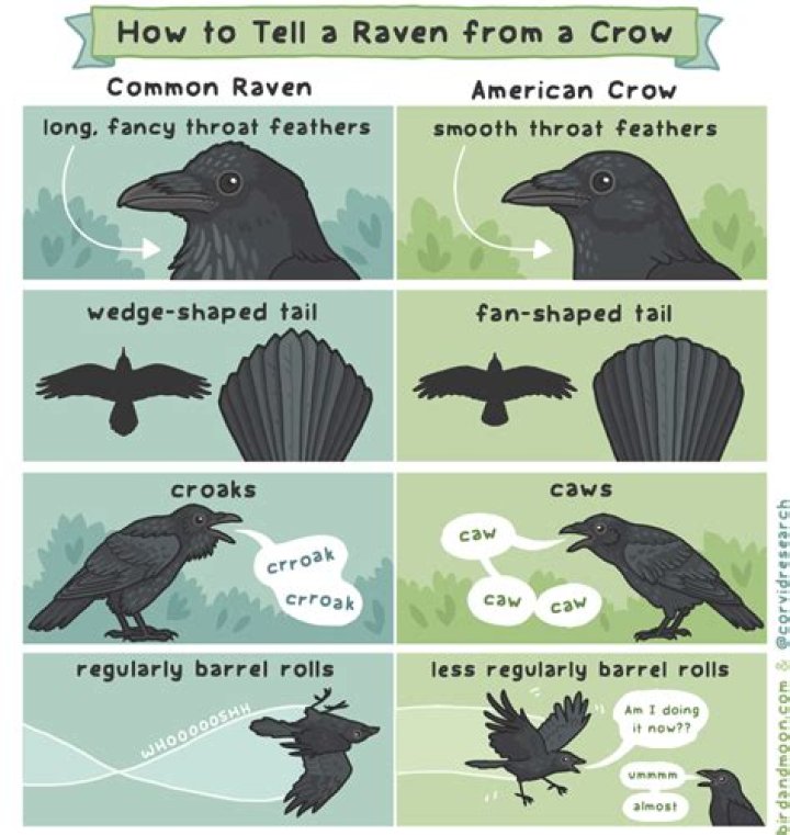What do crows talk about?