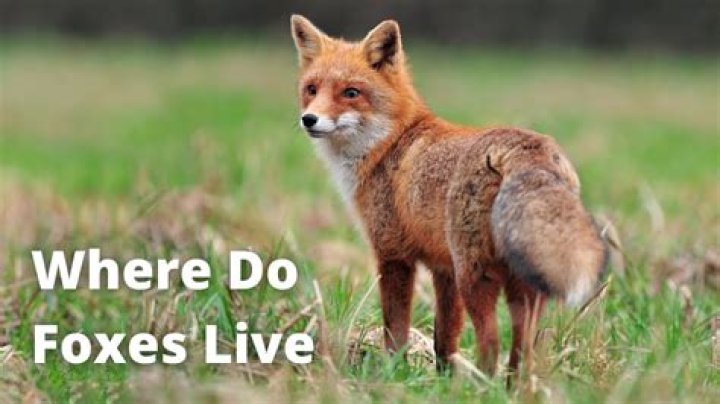 What do foxes do all day?
